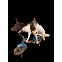 Lady en de Vagebond, fantastische Anthropomorfe taxidermy!